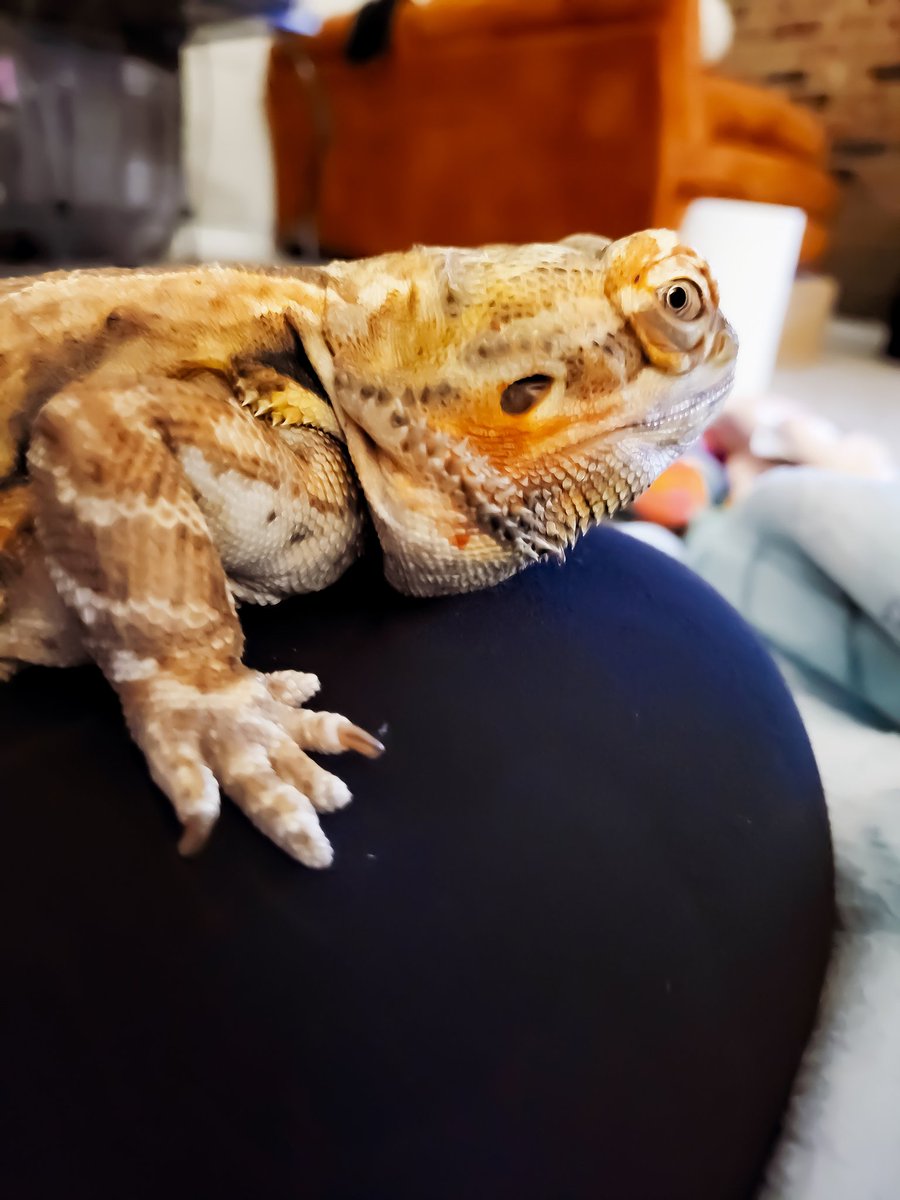 HomeForBeardies's tweet photo. The side eye champion! 

#beardeddragon #reptile #rescue #sanctuary #tulsaok https://t.co/FdVHqspAqz