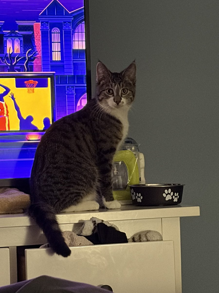 Little cat tweet media