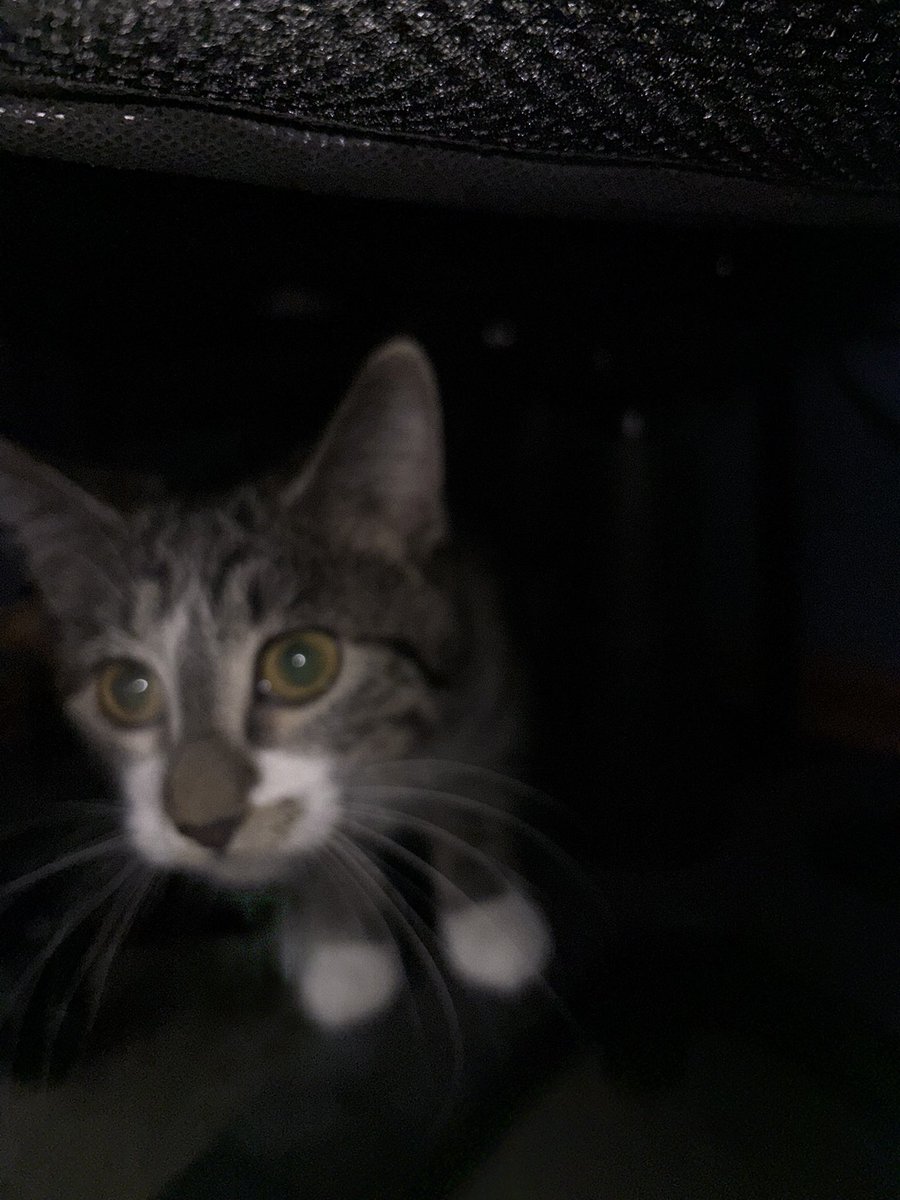 Little cat tweet media