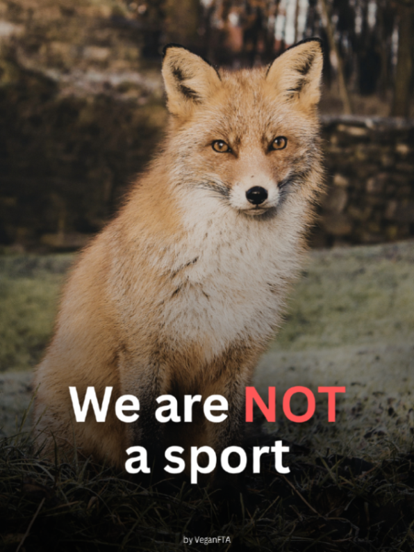 teamveganfta's tweet image. Taking a life for fun isn’t a sport - it’s cruelty. 🦊🚫 

#banhunting #foxhunting #foxes #animalrights #veganshare