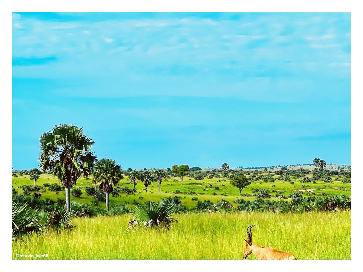 Marvin🪵Lule tweet media