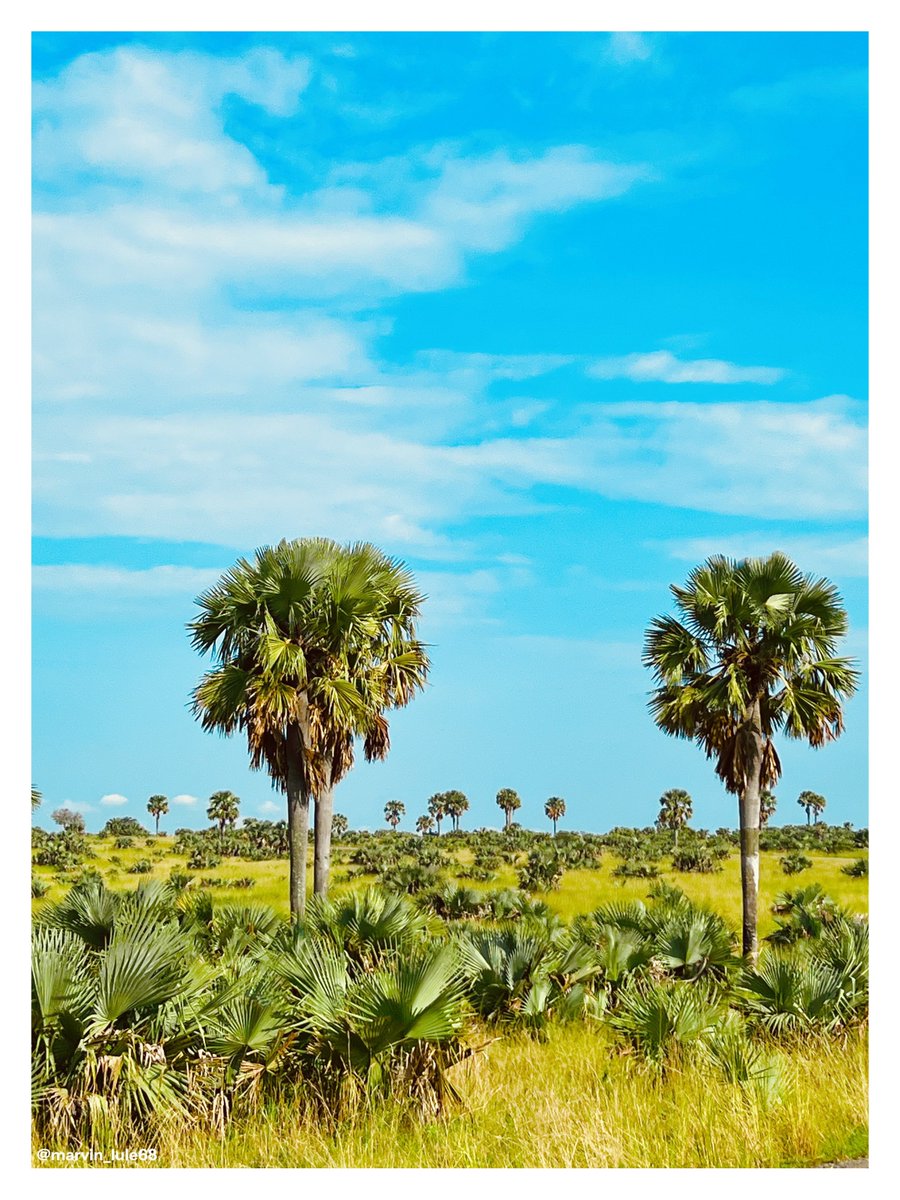 Marvin🪵Lule tweet media