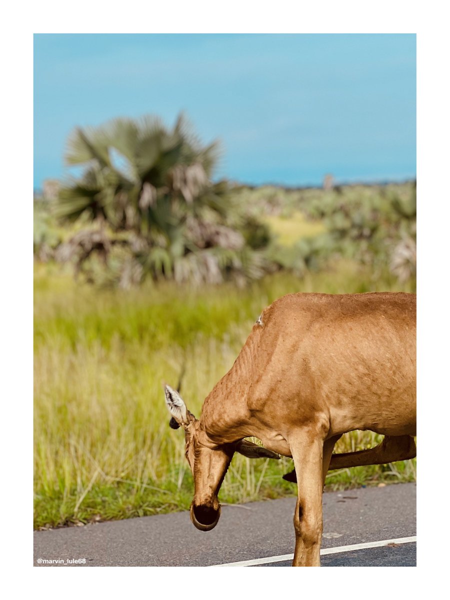 Marvin🪵Lule tweet media