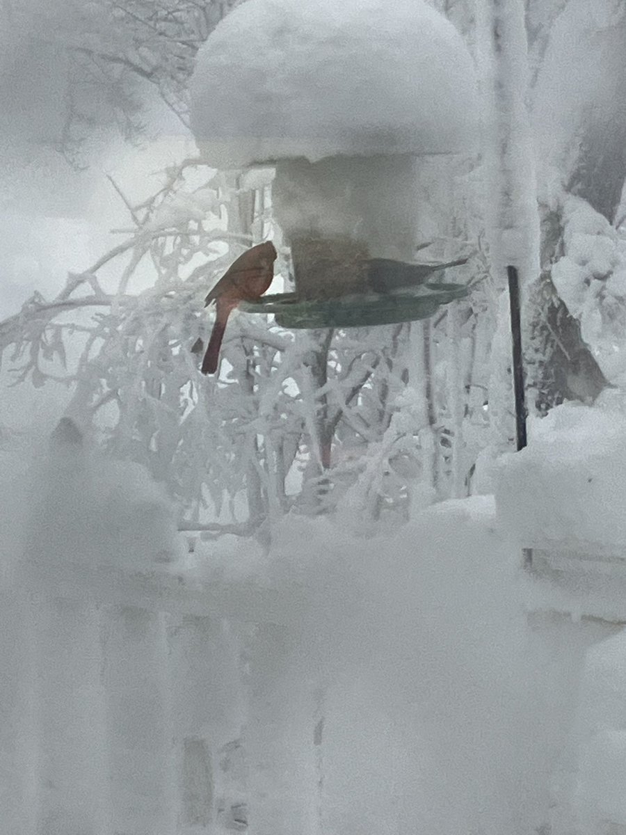Cardinal at the feeder