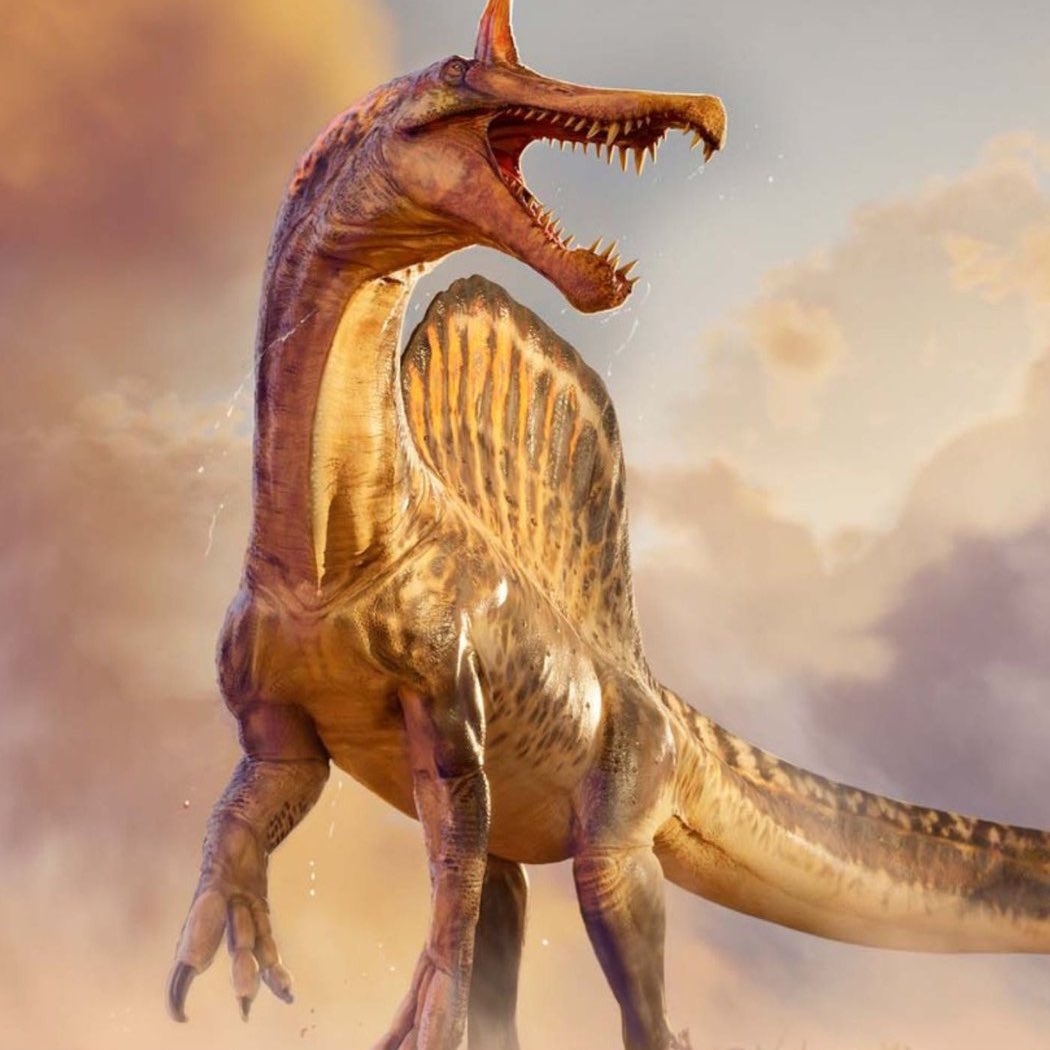 HISTÓRICO! Rafael Lindoso, professor do IFMA, participou da descoberta de uma nova espécie de dinossauro carnívoro (Spinosaurus mirabilis) no deserto do Saara, no norte da África.

O estudo reúne 29 cientistas de vários países, e Lindoso é o único brasileiro do grupo.