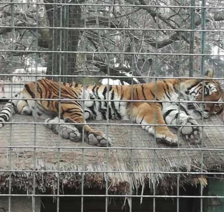 make argentina gay again tweet media
