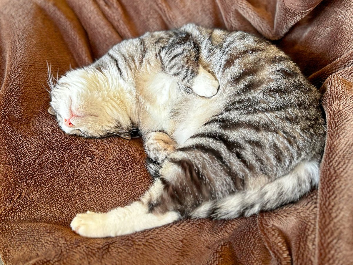 MiAzShiIz's tweet photo. 気持ち良さそうに爆睡😽
連休終わっちゃうニャ…🙀

#保護猫 https://t.co/RMs7jnqeQb