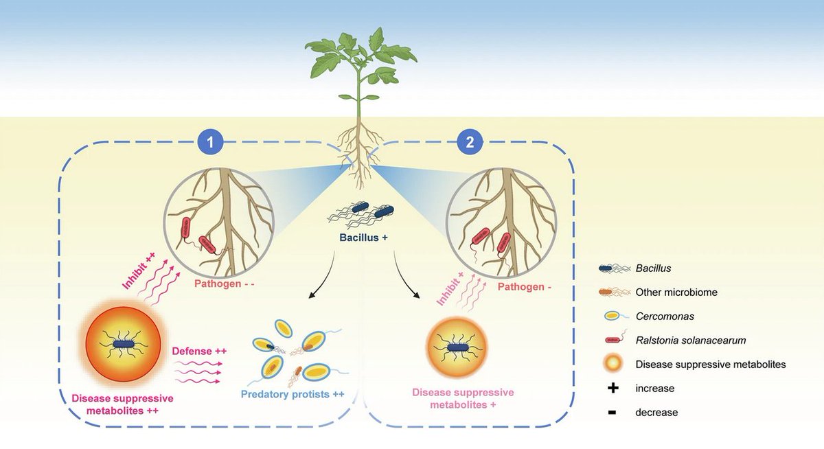 niooknaw's tweet image. New publication: #Biofertilizer induces #soil #disease suppression by activating #pathogen suppressive #protist taxa, by @stefan_geisen and others.
doi.org/10.1038/s41522…