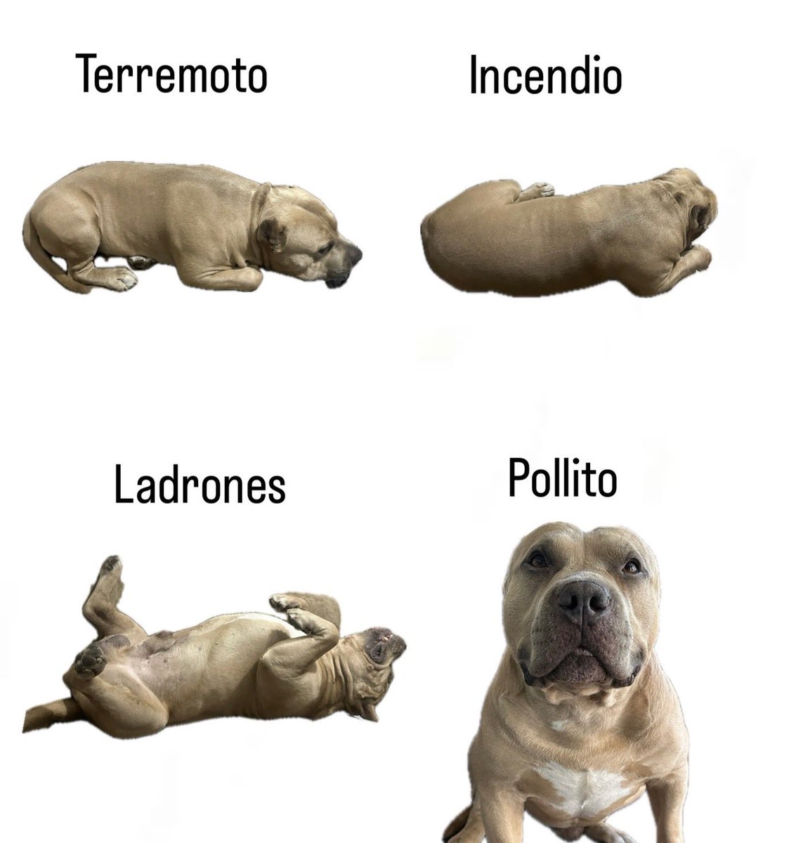 RincnCuriosoo's tweet image. 🐶🤣