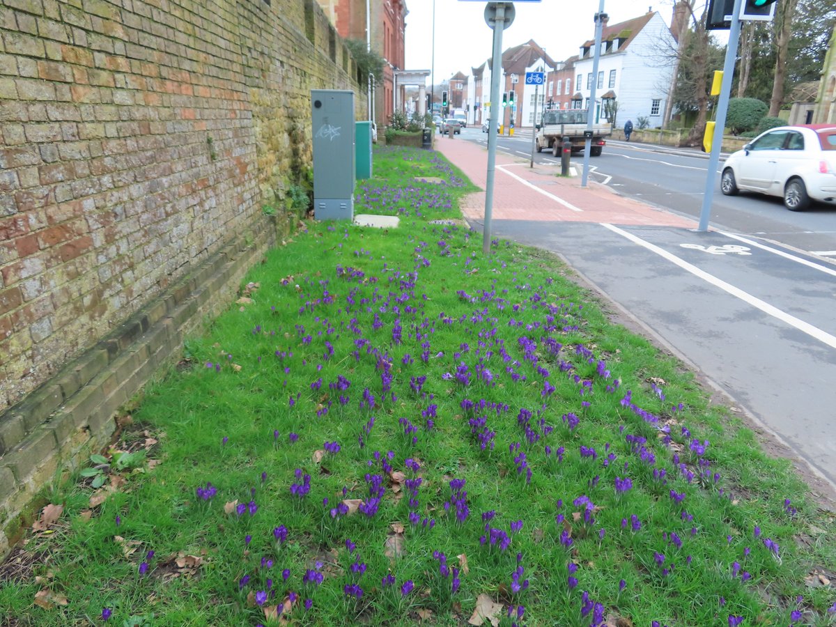 rotarytonbridge's tweet photo. On #WorldRotaryDay when #Rotary, the world's first service club, celebrates its 121st Anniversary we are delighted to see that the purple crocus corms planted by #TonbridgeRotarians opposite @TonbridgeUK, are now blooming! https://t.co/wsFJDTNQNn