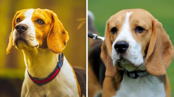 PeritoAnimal's tweet photo. Tipos de beagle: conheça suas variedades https://t.co/4I9ISqj9a4 #cachorros #beagle https://t.co/UbuX1OHEVv