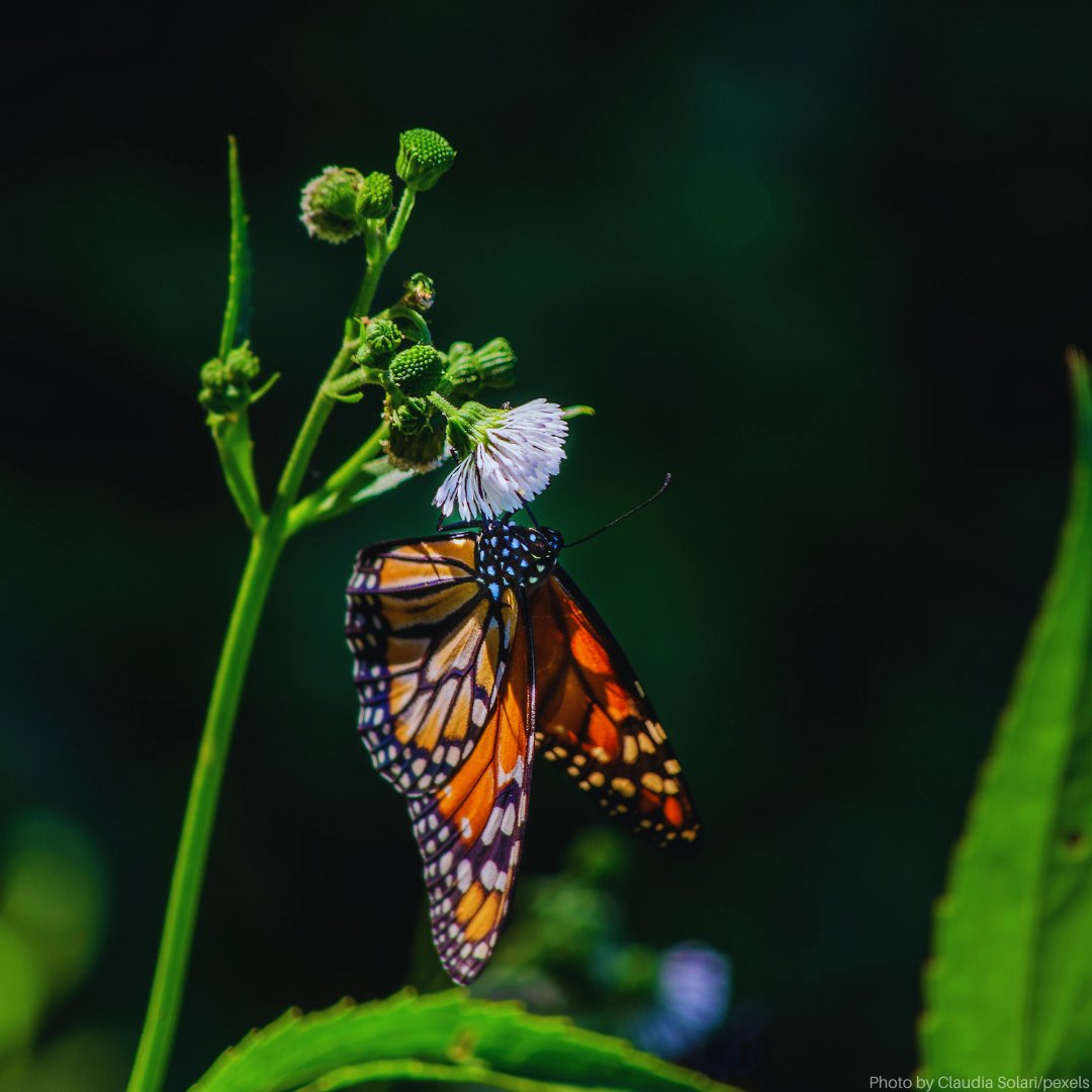 UNEP's tweet photo. A healthy planet benefits us all.

Yet, the triple planetary crisis of climate change, nature and biodiversity loss, and pollution and waste, poses an imminent threat.

Let’s act now #ForNature &amp; a sustainable future. https://t.co/l6PEaTmMPV https://t.co/jCoYwjh1fn