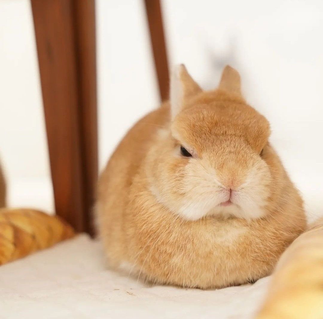 หน้ามุ่ยแน้ะ! หนายล่ะแครอทที่บอกว่าจะเก็บมาให้เค้าน่ะ 🐰🥕