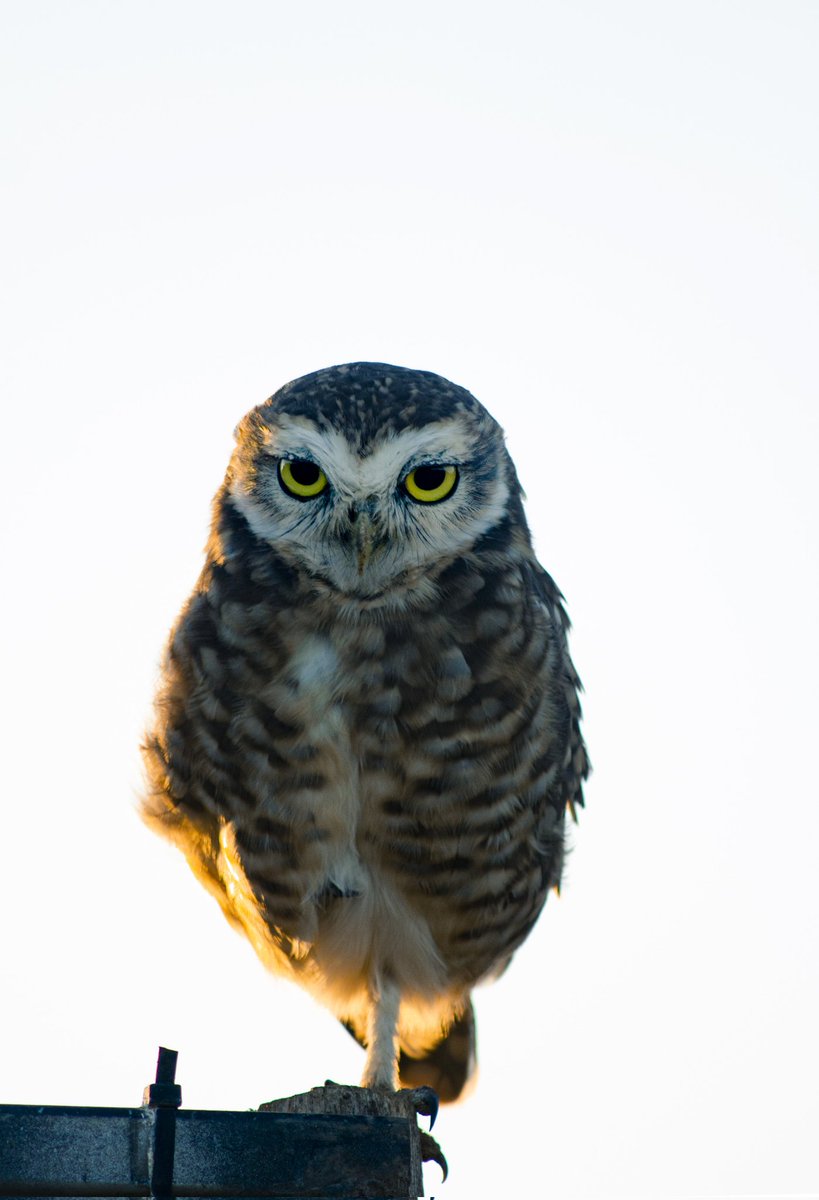 YordankAlmaguer's tweet photo. Creo que puedo decir que este mochuelo disfrutó su pequeña sesión de fotos. Y para mí ha sido la mejor de todas, mi más hermoso modelo 😍
#photography https://t.co/z6zD0fqa79