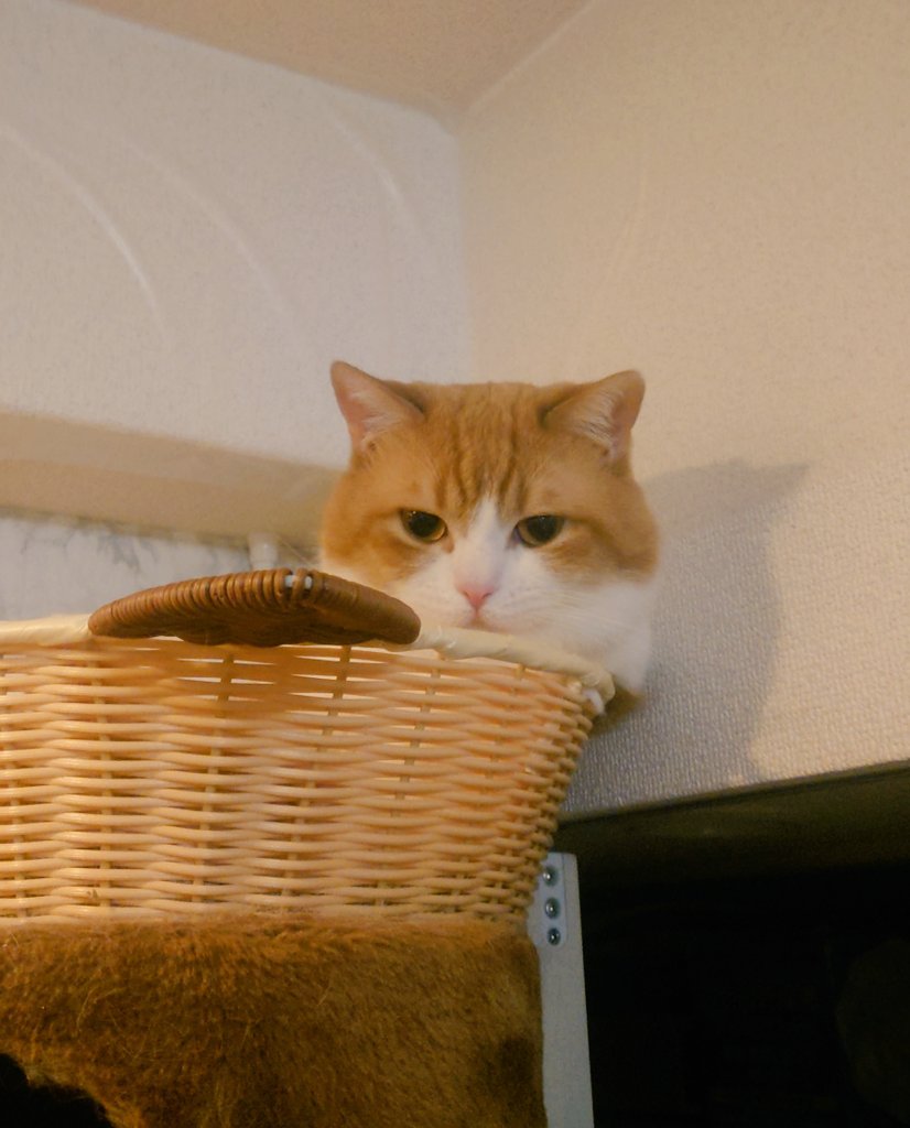 おちゃまる (@ochamarusan0126) / Posts / X