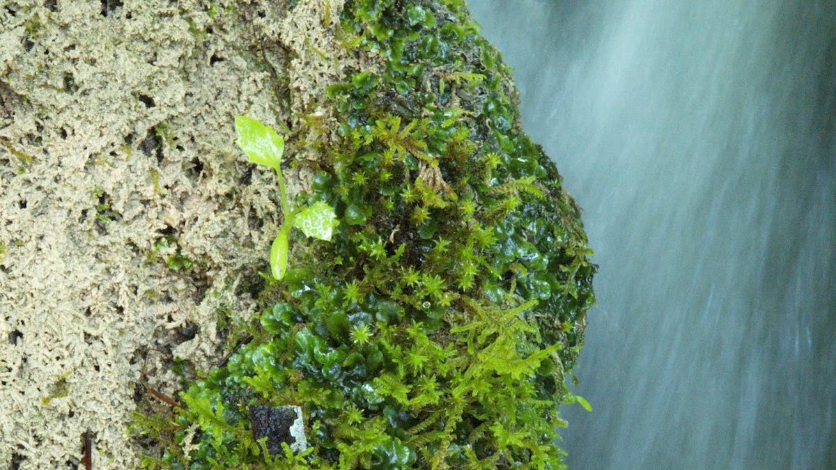 Plitvice Lakes National Park tweet media