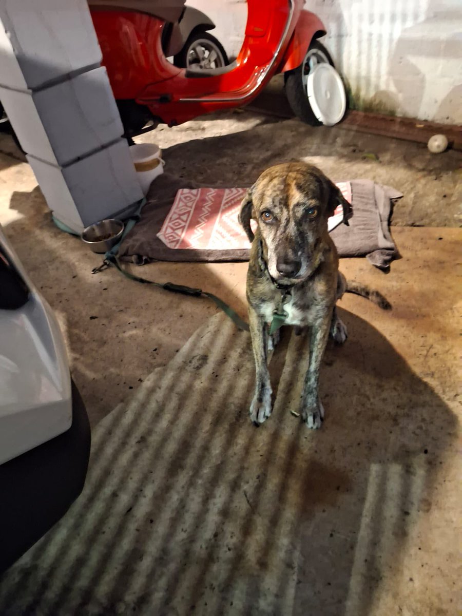 Este perrito fue encontrado muy asustado, en los alrededores del Supermercado 99 de la Ricardo J. Alfaro (Tumba Muerto), Ciudad de Panamá. Si lo reconoce, comunicarse al 6674-0557