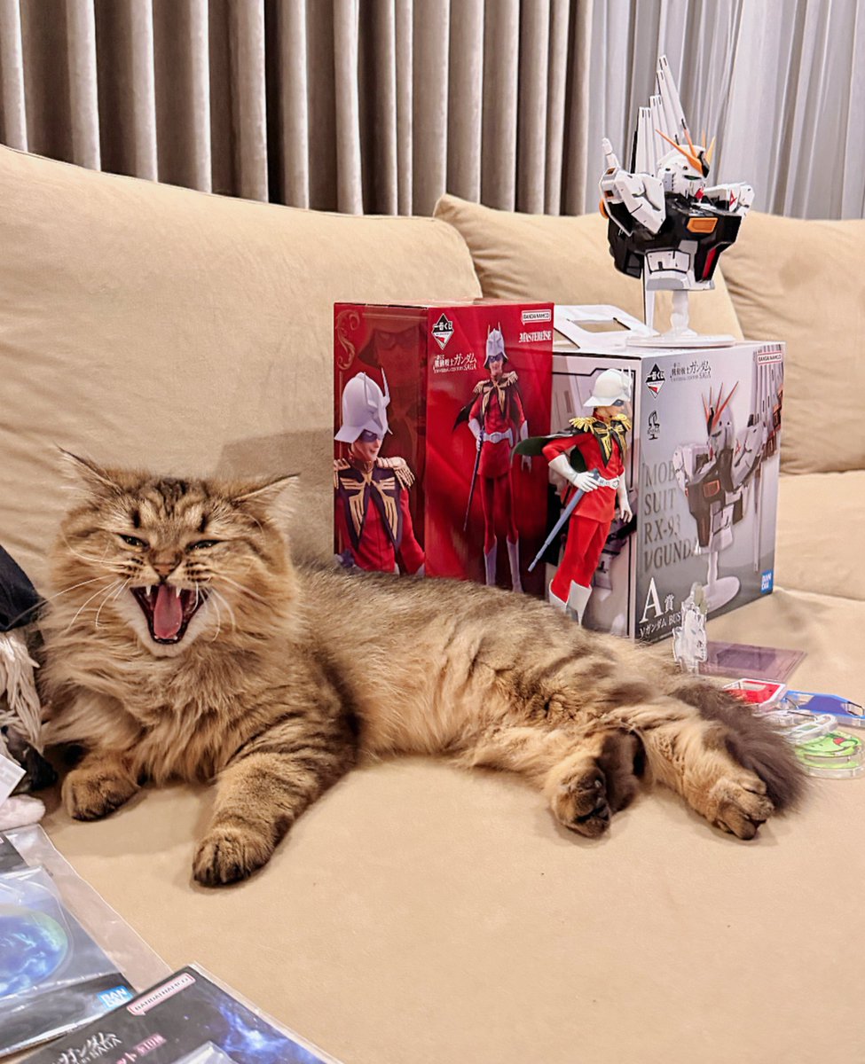 猫パンチで壊されそう🐱