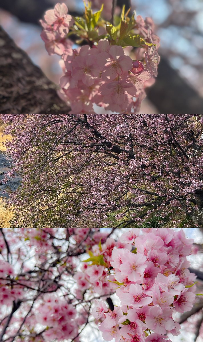 🌸花粉と戦いながらめっっっっっちゃ歩いた🌸