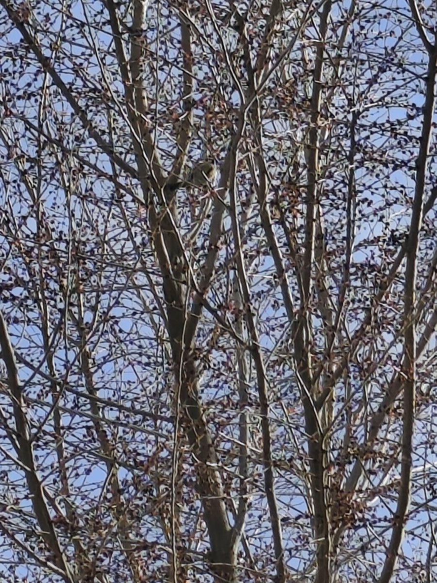 Gizlenmiş Büyük Baştankara 😍
Sonunda yakaladım 🥳