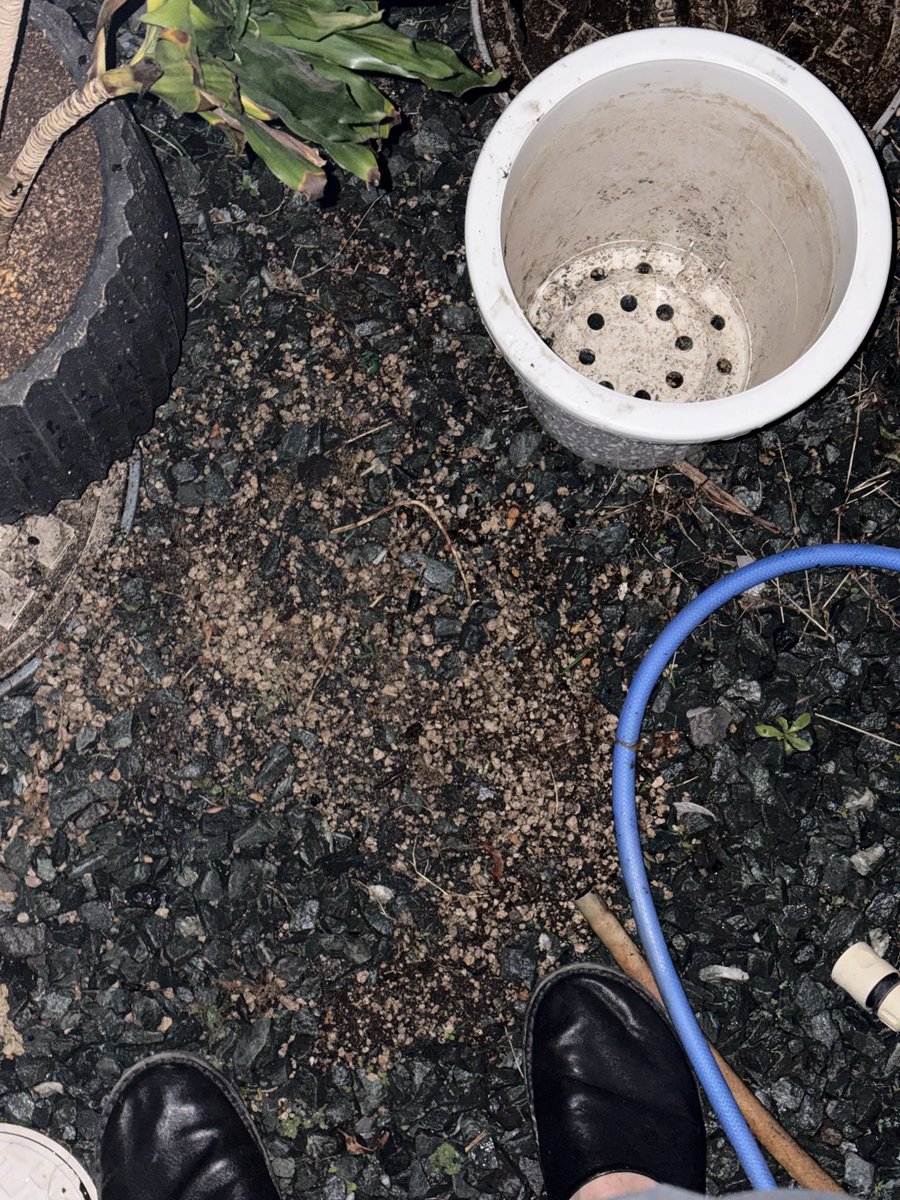 chi____ren's tweet photo. 😪
おやすみなさい
今日は瀕死20%のこの子のお手入れをしました https://t.co/cWDUA3P2Vn