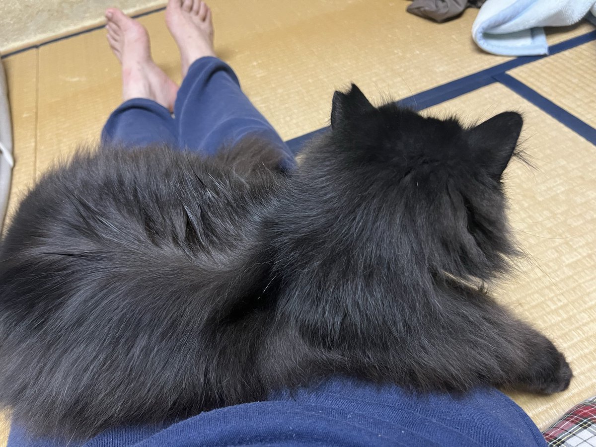 F2b84P's tweet photo. そろそろ寝たいのに眠れない幸せ🐾
#黒猫 https://t.co/3zVuJwN2dX