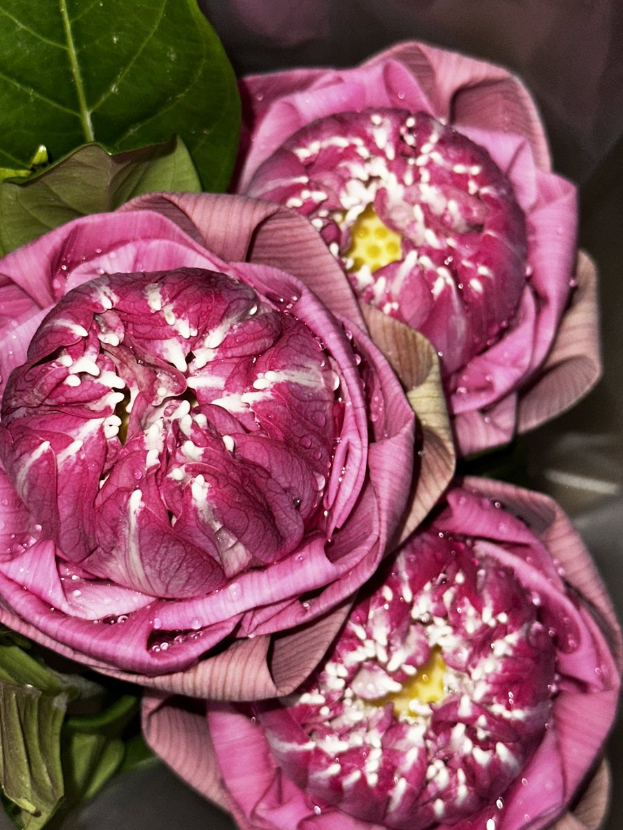 Like a lotus rising from the mud