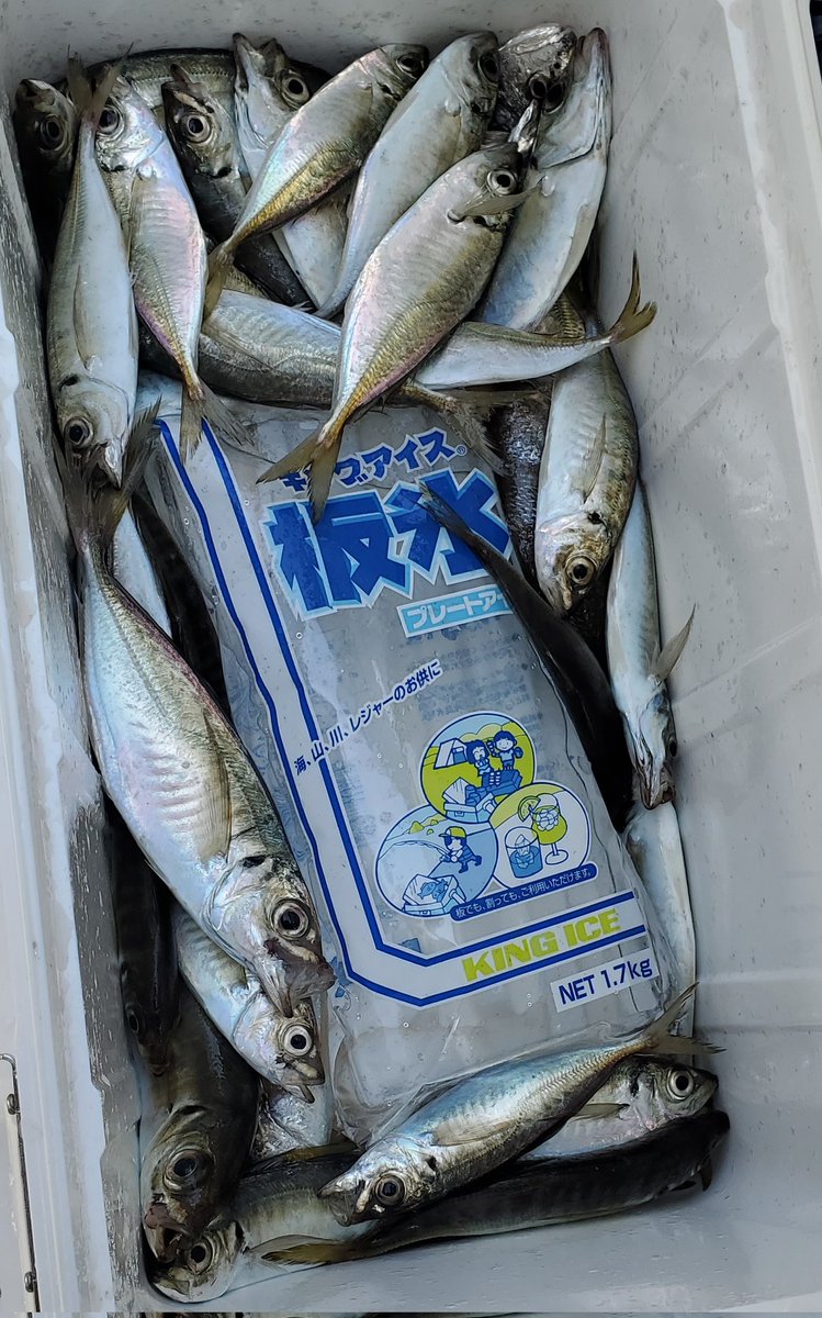 なめろうしか勝たん！！ 配信の中の定期雑談になめろう食べたいとか