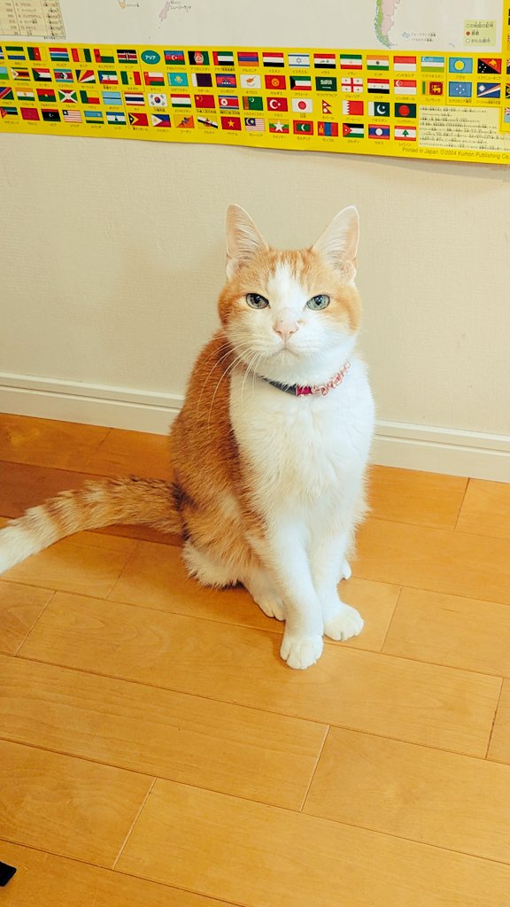 _SUGURI_'s tweet photo. 1日遅れですが猫の日なので皆さんに習ってクライヌリッシュ🐈️
とても大好きな一本です！ https://t.co/iAR7tp8xw5