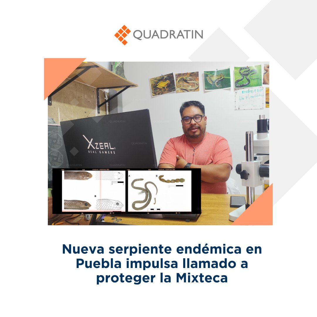 🐍 #Ciencia | Yakacoatl Tlalli: La nueva serpiente descubierta en la Mixteca poblana

🔶 #LoVíEnQuadratín 🔗 puebla.quadratin.com.mx/yakacoatl-tlal…