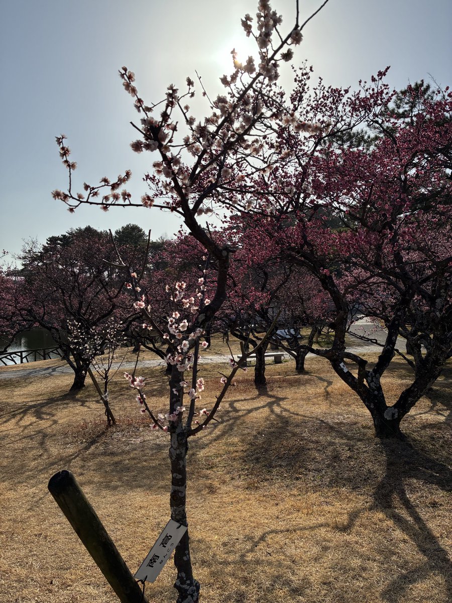 kvkmo's tweet photo. 岡崎市南公園の梅が満開です。
※駐車場は無いです。 https://t.co/hDDb6oDtnY