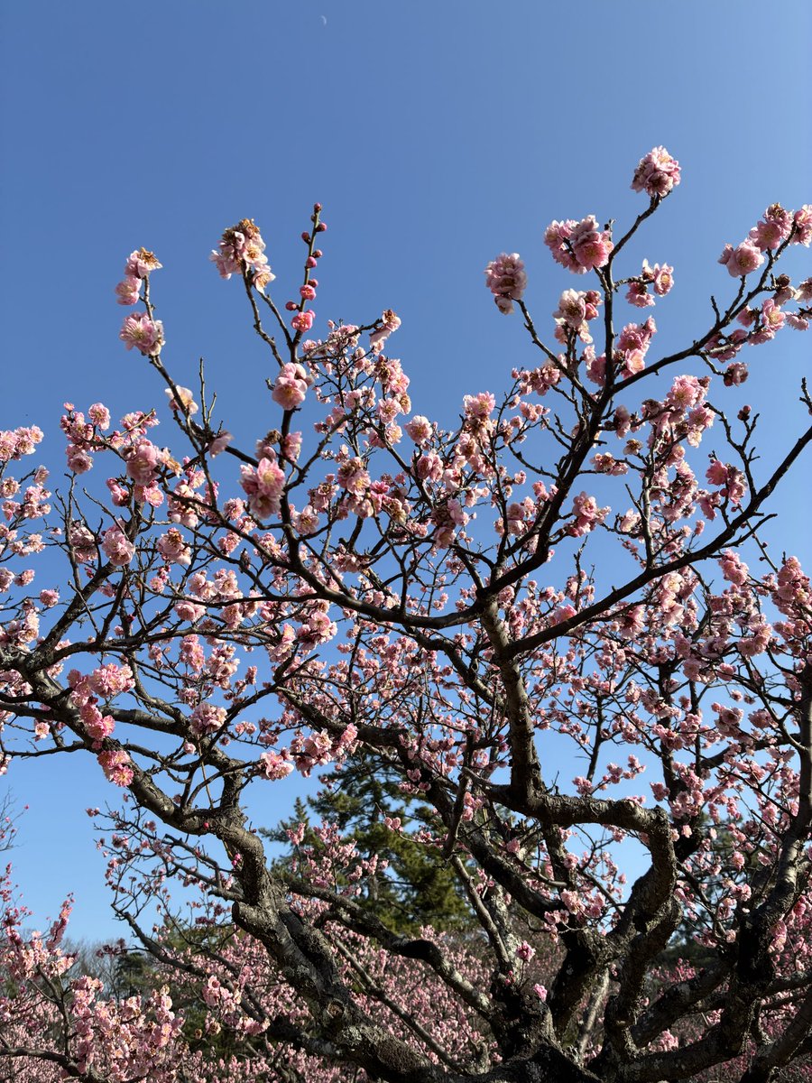 kvkmo's tweet photo. 岡崎市南公園の梅が満開です。
※駐車場は無いです。 https://t.co/hDDb6oDtnY