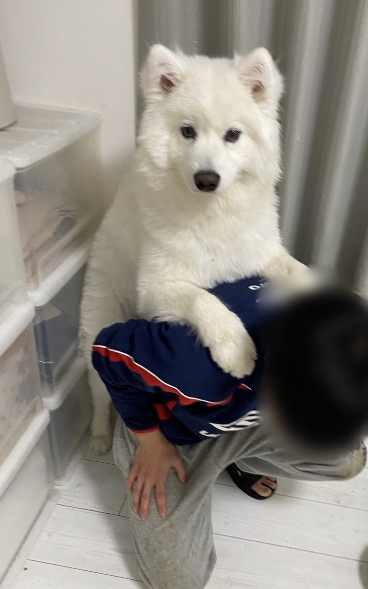 Post by ハマ太郎の日常【サモエド】 on X: ここが落ち着くの