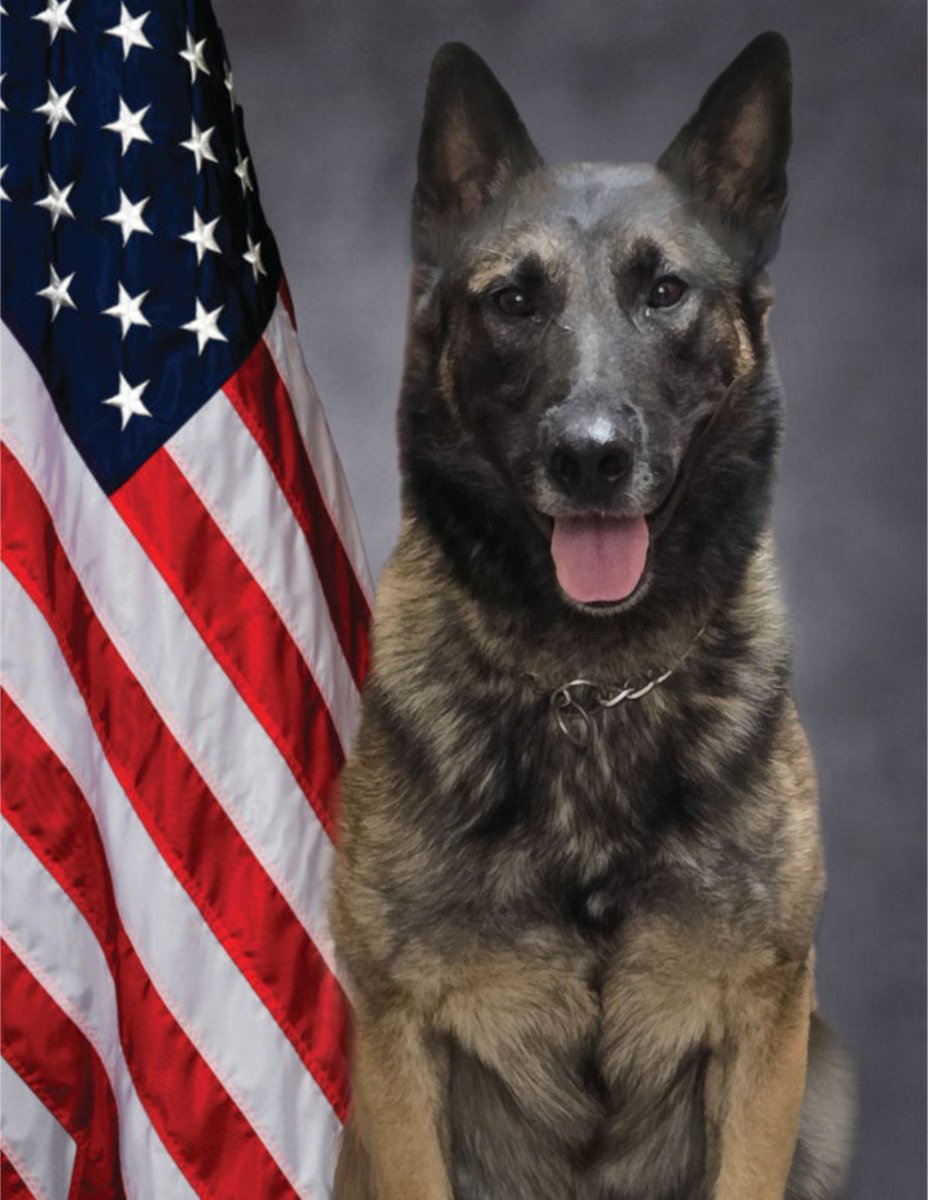 VIK9s's tweet photo. 🐾 K9 Skoden (Comanche County Sheriff's Office, OK) is getting a protective vest! 🦴 Sponsored by Newcom of Pembroke, MA in honor of K9 Veterans Day. 🐕‍🦺 Help protect a K9 hero: https://t.co/LHqww1VutD 💙

#K9Vest #VestedK9 #ProtectedK9 #K9ProtectiveGear #VIK9s https://t.co/otMPjgrRWK