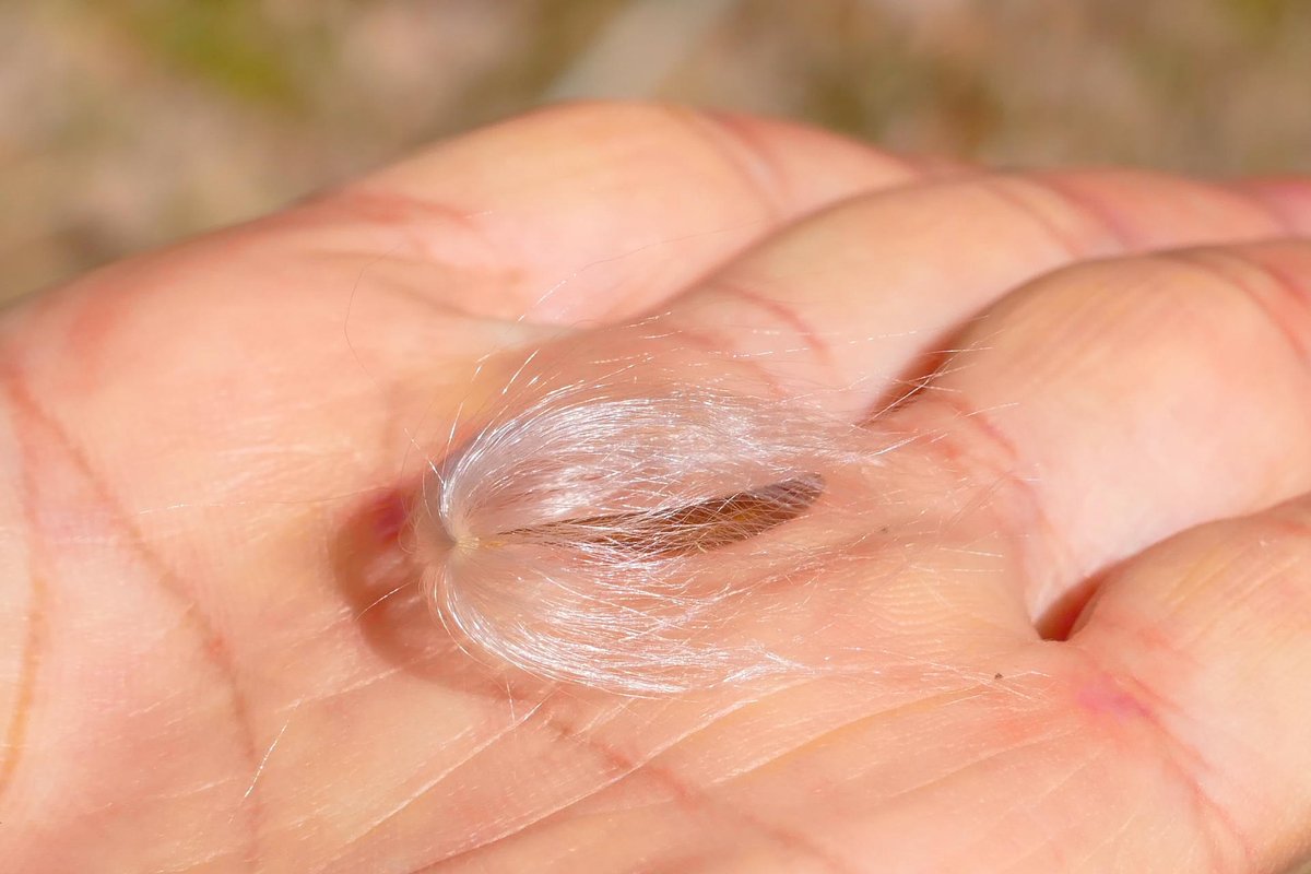 猿田毘古@世界平和が1番！ tweet media