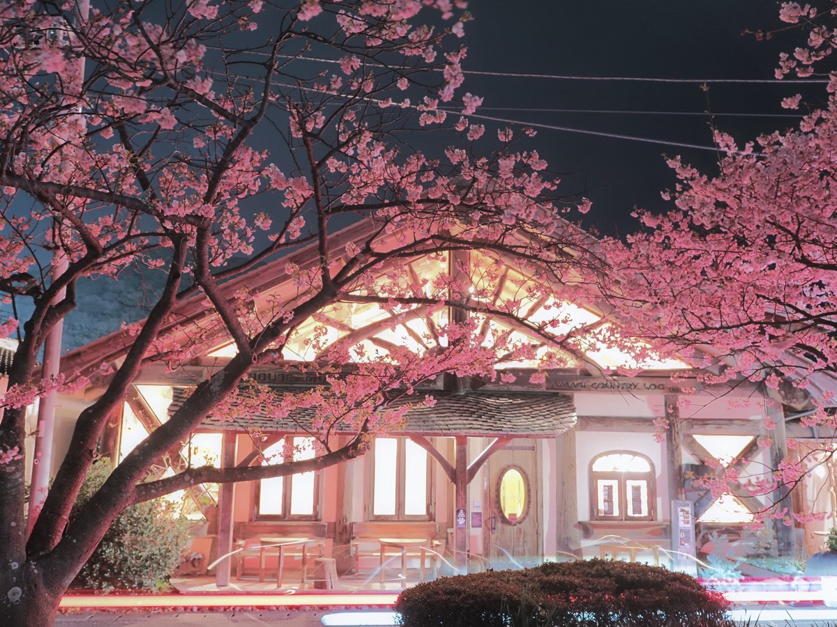 🚙💨国道135号線の旅 🌸夜のひとり河津桜祭り