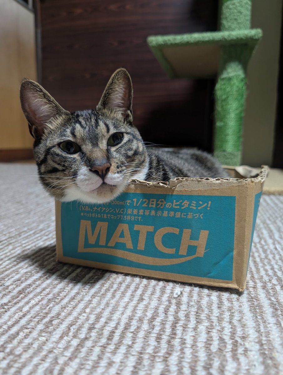 2月22日の猫の日 ウチのママちゃん忘れてたらしい