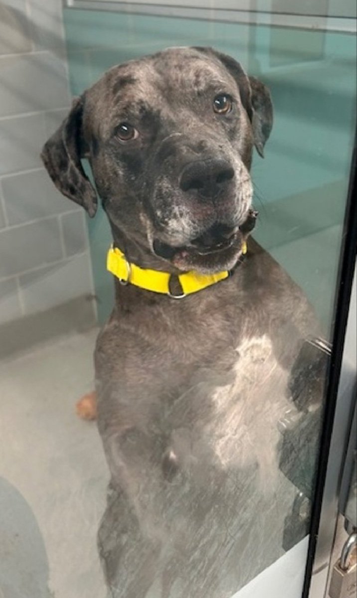 Money 246128
Relisted TBK 2/24
#NYCACC #AdoptMe 
He is a cute 6 yr old
Has CIRDC 🚑
Doesn't want to return to care center after walks, can't blame him
Needs all adult home as solo pet 
Save Money!
nycacc.app/browse/246128
#Pledge4Rescue #foster #adopt