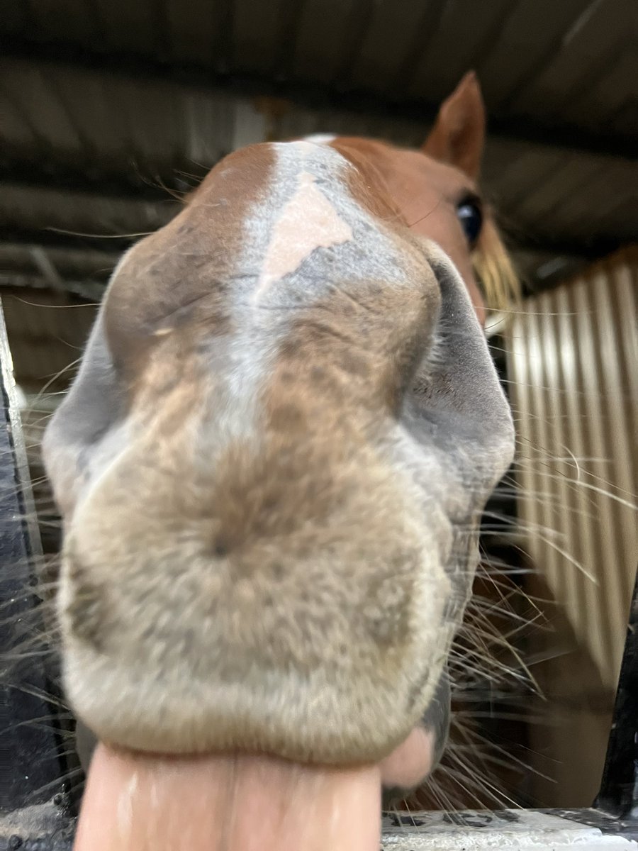 Lunar & Sunny 🐴 tweet media