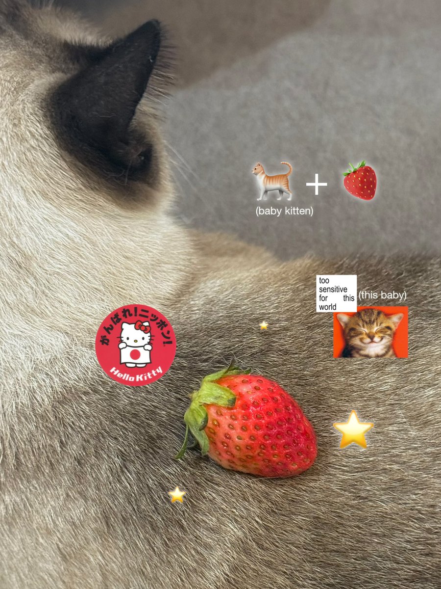 yourfavoctober's tweet photo. 🐈 + 🍓 = (´▽｀) happy day !* https://t.co/K85QIU30Ub