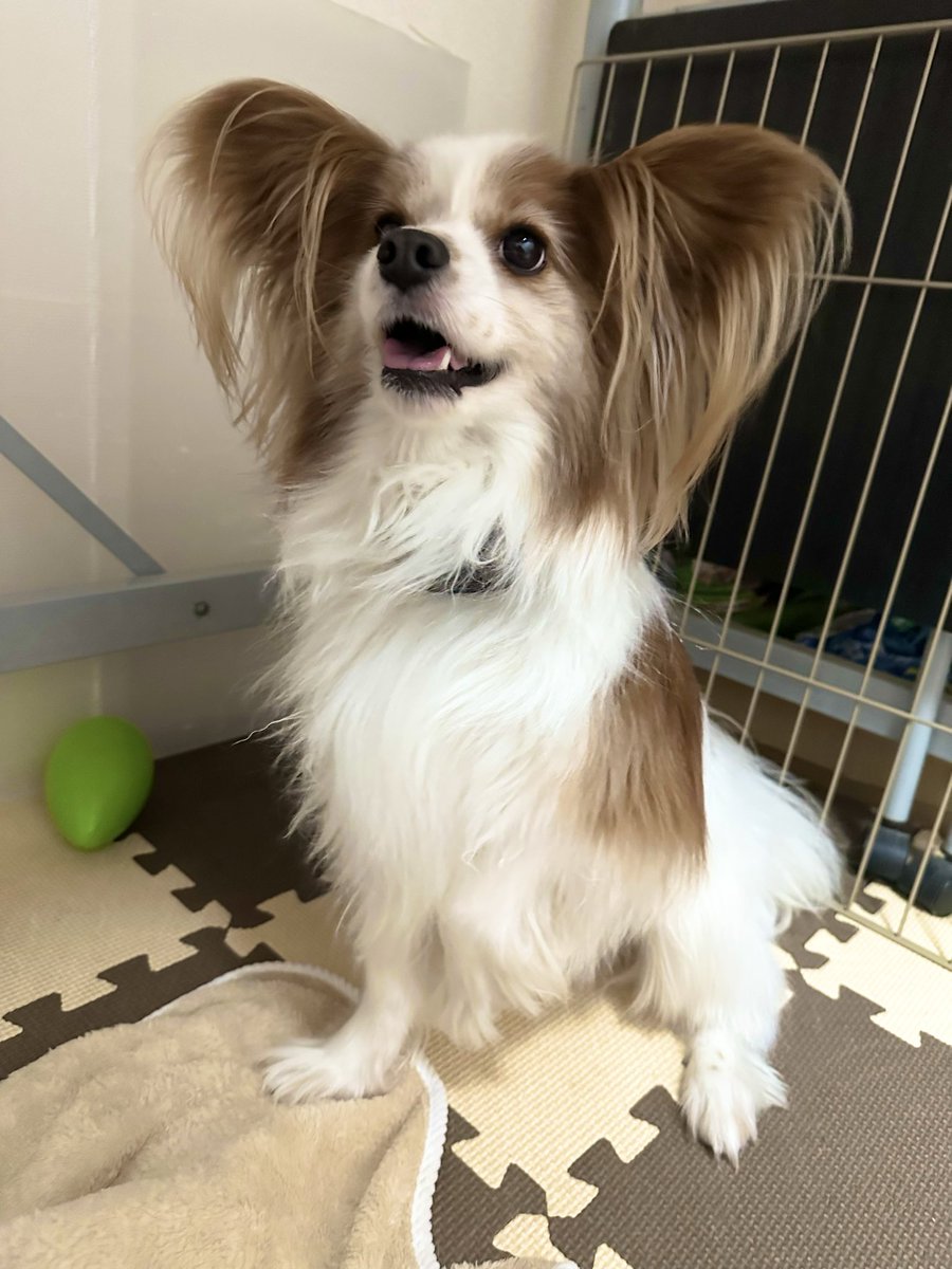 charles_1204's tweet photo. 昨日シャンプーしてふわっふわになった🫧
体感2倍くらいになったww
 #パピヨン  #犬好きさんと繋がりたい https://t.co/VrRMt8S10Z