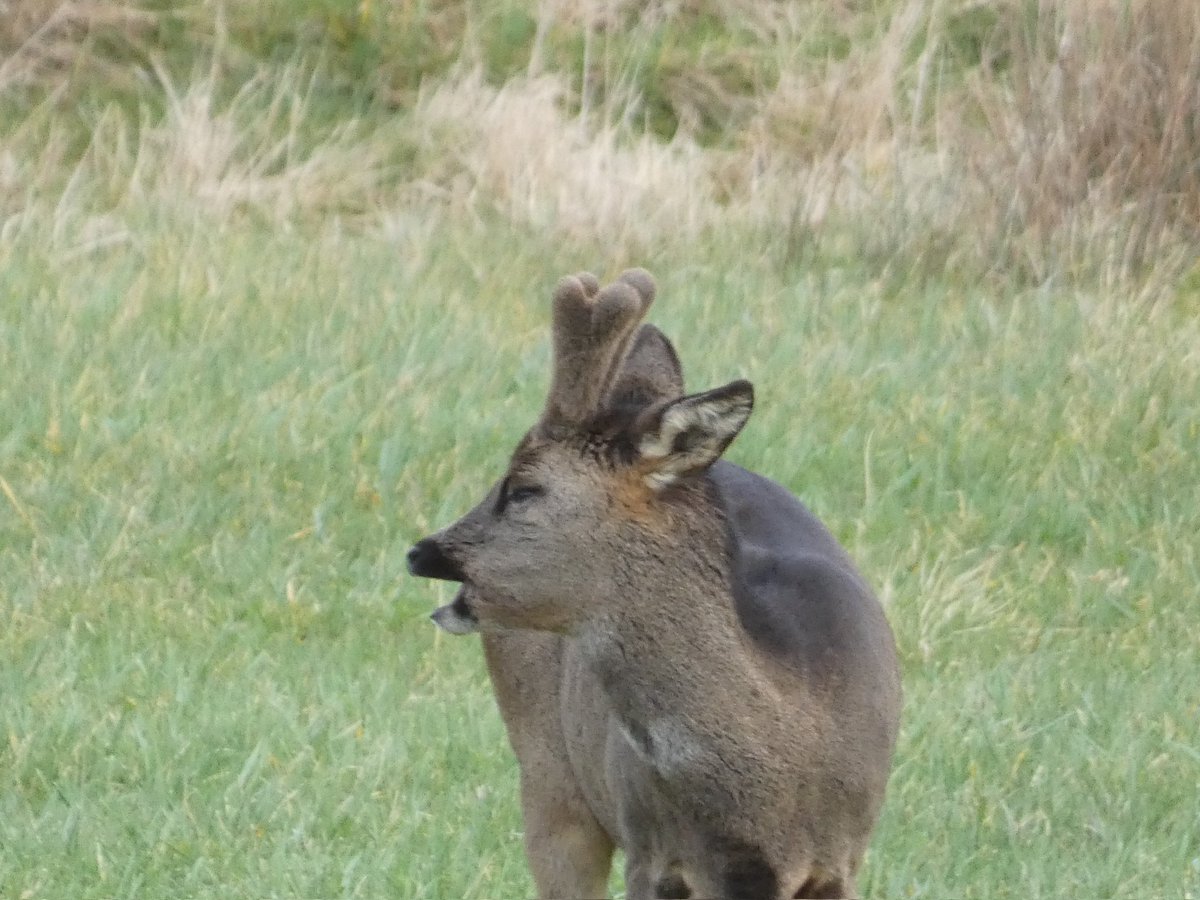 rfj1966's tweet photo. The young buck 🦌 #Watchtree @dash_beck2 Velvet Antlers https://t.co/fDnTjS0gWe