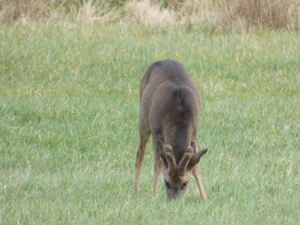 rfj1966's tweet photo. The young buck 🦌 #Watchtree @dash_beck2 Velvet Antlers https://t.co/fDnTjS0gWe