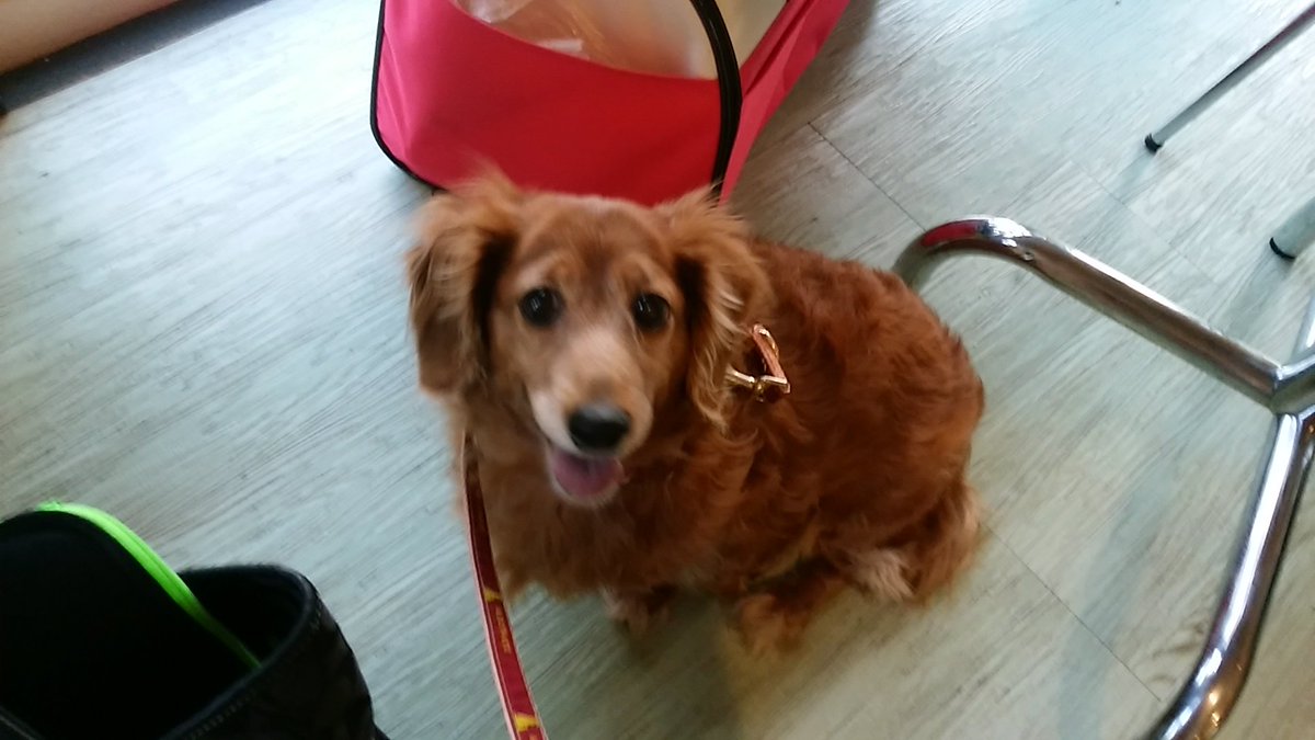 nmkobedog's tweet photo. 神戸の在宅フリーランスライター12年アラ還です　作家垢は別にあります
息子と犬と暮らしています
画像は17歳直前で他界した最愛のワン
入院しまくり極貧で
ほしいものリスト貼っています(;_;)🙇
https://t.co/LYCo4LlVrc…
#秘密結社老犬倶楽部天国支部 https://t.co/p1kmIckVFS