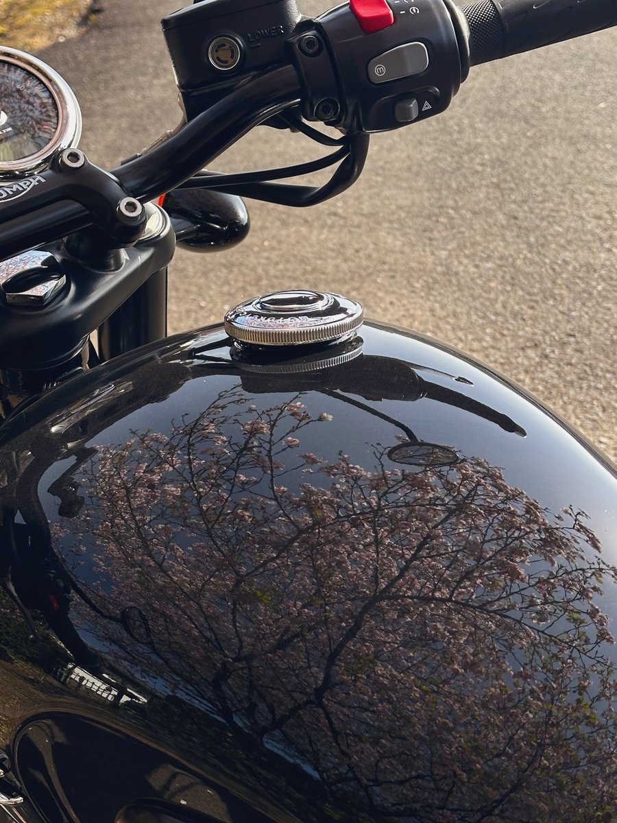 るか🪼T120 tweet media