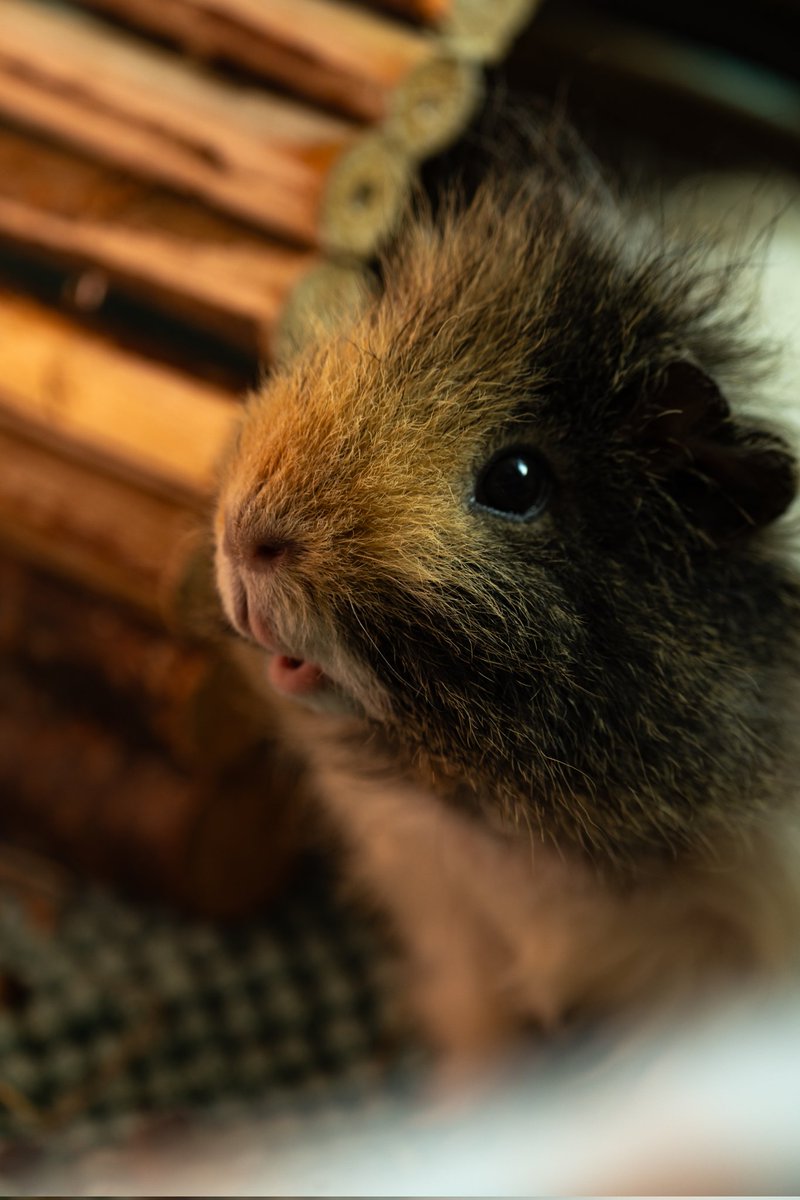 achkodim's tweet photo. Nos animaux bah oui https://t.co/mMdhPqWtUF