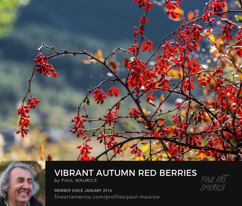 apollo0300's tweet photo. Vibrant Autumn Red Berries
https://t.co/VnVVb8OkcE
#autumn #colorsoffall #alps #frenchalps #fruits #berries #redberries #barberry #artforsale #buyintoart #fineart #giftidea #giftideas #homedecor #photography #SupportArtists #wallart #FindYourThing https://t.co/2SfkdL2btW