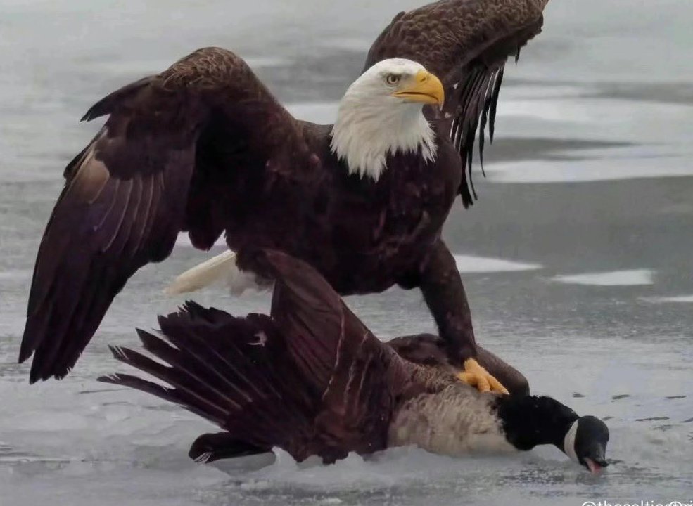 Chanks32's tweet photo. @RonFilipkowski Hey Ron not everyone hates america as you do. Have a great day! https://t.co/XuFtgeQw3Y