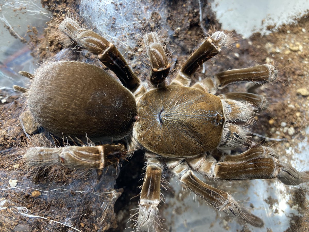 さっちゃん🐛🦂🕷 (@BugsLife3939) / Posts / X