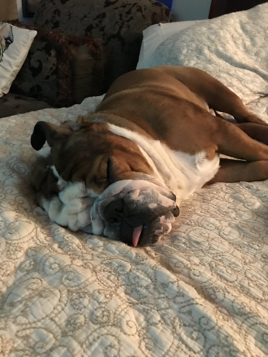 AKCHercules's tweet photo. @barney_bulldog #ClosedMonday brah here in Texas. https://t.co/Ut56pYZygv